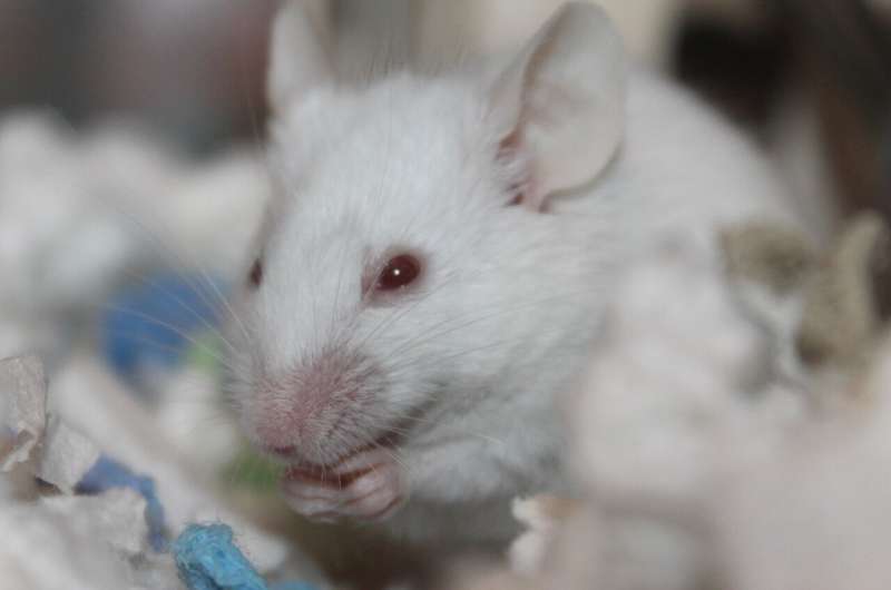 科学家们用取自大鼠的细胞在小鼠体内再生神经通路